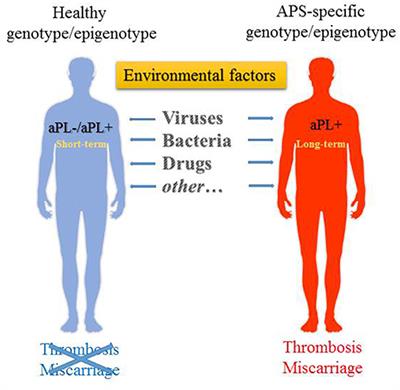 Environmental Triggers of Autoreactive Responses: Induction of Antiphospholipid Antibody Formation